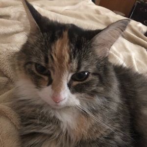 Meet your Posher, Ellen